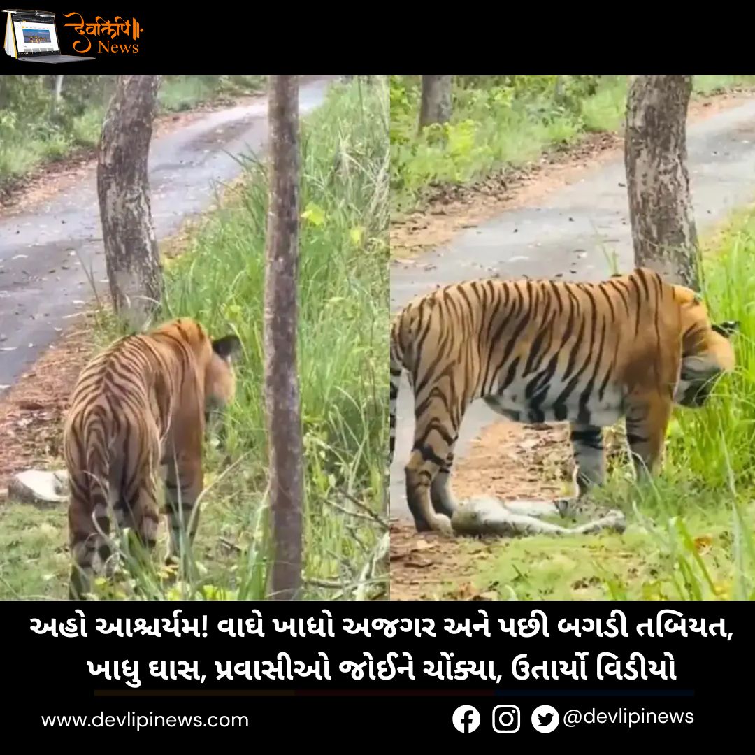 Tiger